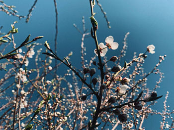 Low angle view of plant against blue sky