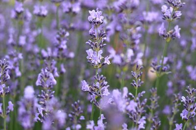 Close-up of purple flowering plants on field