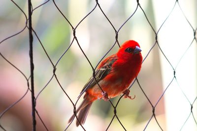 Close-up of bird perching on red outdoors