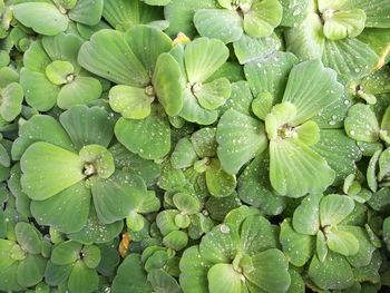 Full frame shot of fresh green leaves