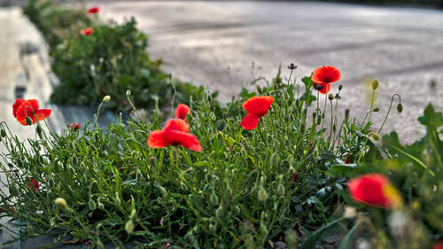 Close-up of red poppy flowers