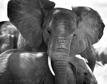 Close-up of elephant