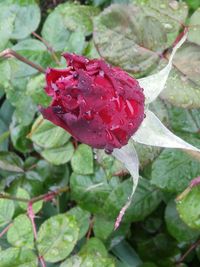 Close-up of red flowers