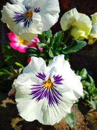 Close-up of white flowering plant