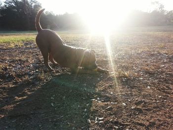 Dog standing on landscape