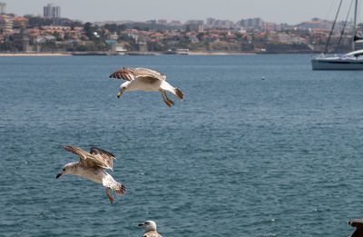 Seagulls flying over sea during sunny day