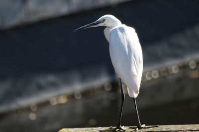 Close-up of heron perching on water