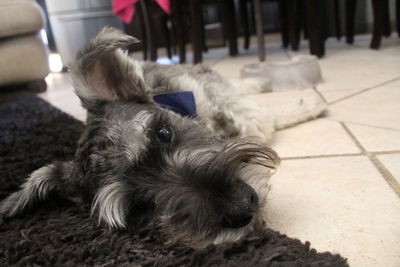 Close-up of a dog lying on floor