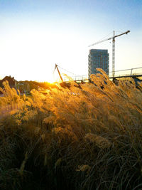 Plants growing on field against clear sky