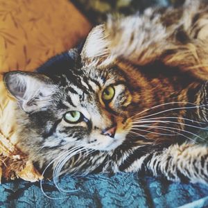 Close-up portrait of cat