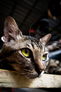 Close-up portrait of a cat