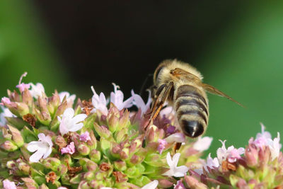 Close-up of bee pollinating flower