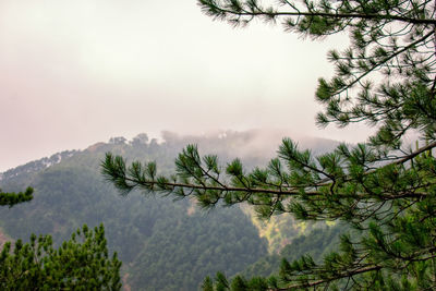 Scenic view of pine trees against sky