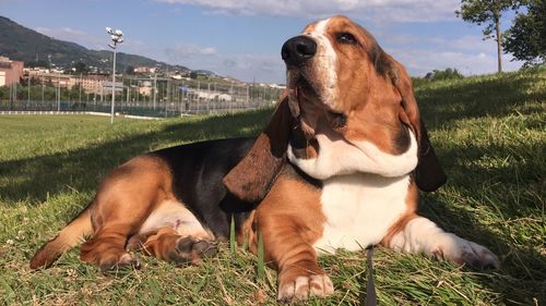 Dog looking away on field