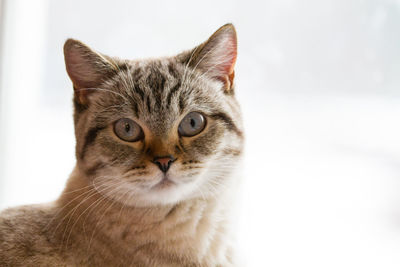 Close-up portrait of cat