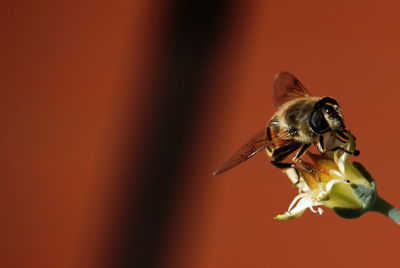 Close-up of bee on flower