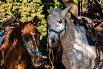 Horses in ranch