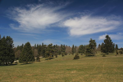 Trees on field against sky