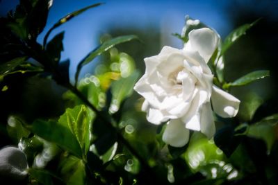 Close-up of white flowers