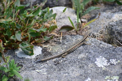 High angle view of lizard on rock