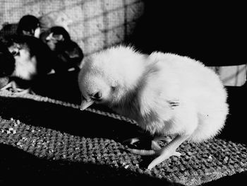 Close-up of chicks in barn