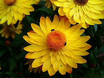 Close-up of yellow flower