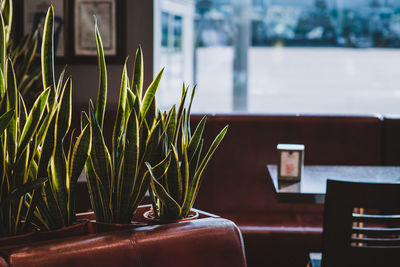 Close-up of potted plant on table