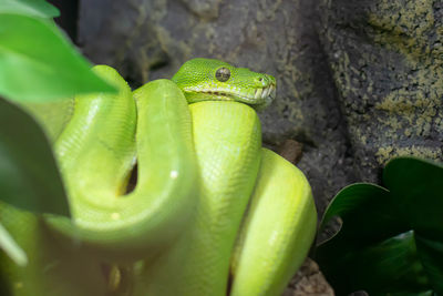 Close-up of green snake