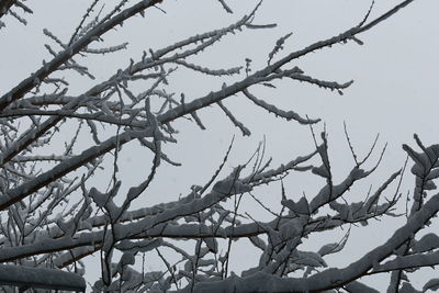 Low angle view of tree against sky