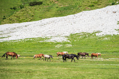 A herd of horses, foal, mare grazing on an alpine meadow at the foot of a mountain with still snow