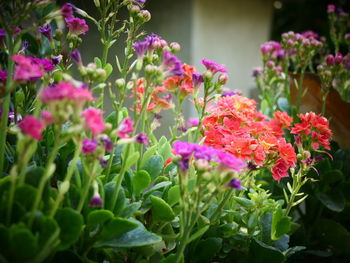 Close-up of pink flowering plants