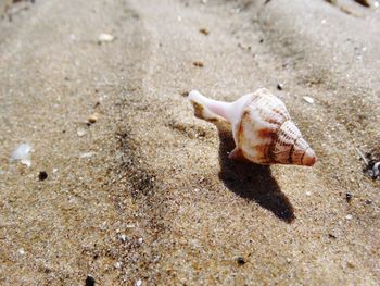 High angle view of shell on beach