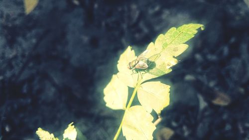 Close-up of dragonfly on leaf