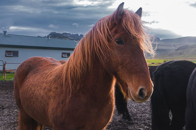 Horse standing in a farm in iceland