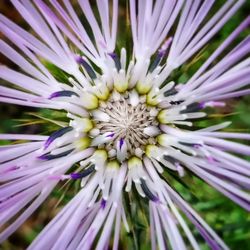 Close-up of purple flowering plant
