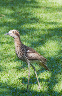Portrait of bird on land