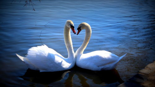 Swan floating on water