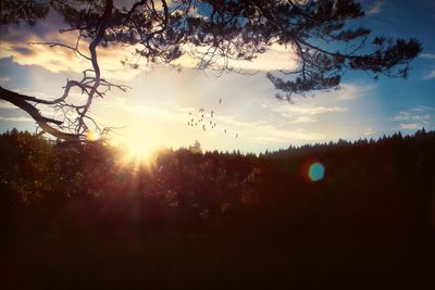 Close-up of silhouette trees against sky during sunset