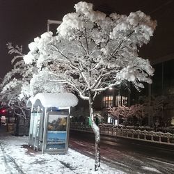 Flowers blooming on tree