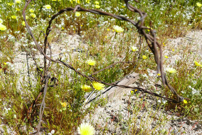 Low angle view of trees