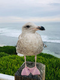 High angle view of seagull on beach