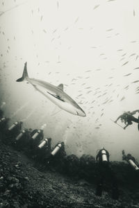 Fish swimming in sea