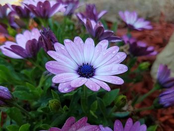 Close-up of purple coneflower blooming outdoors