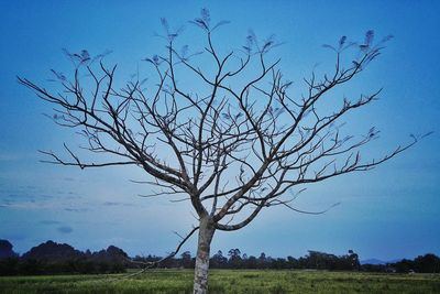 Tree against sky