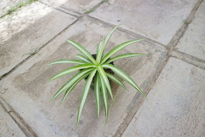 High angle view of plant growing on floor