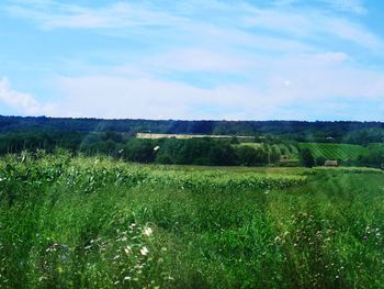 Scenic view of agricultural field against sky