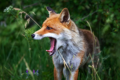 Fox on field