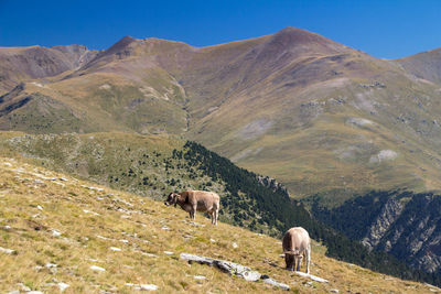 View of a pair of caws on high mountain landscape