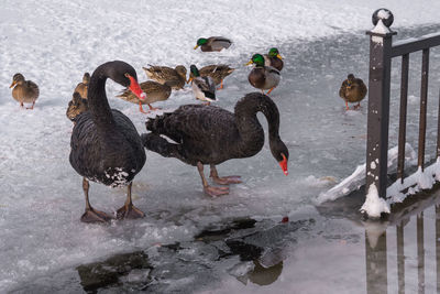 Flock of birds on frozen lake