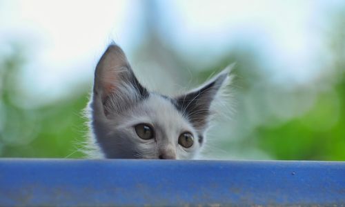 Close-up portrait of a cat